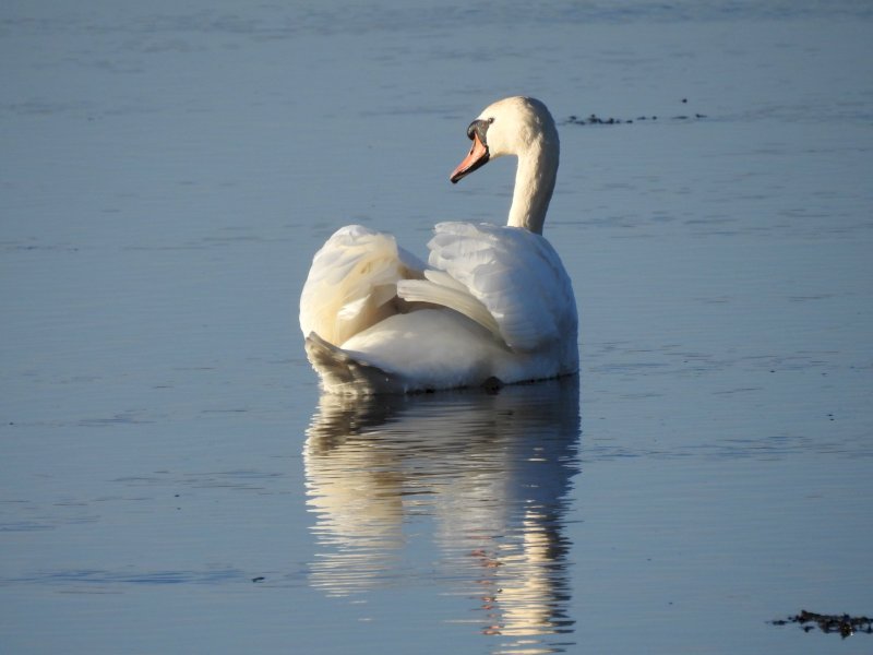 murlough swan