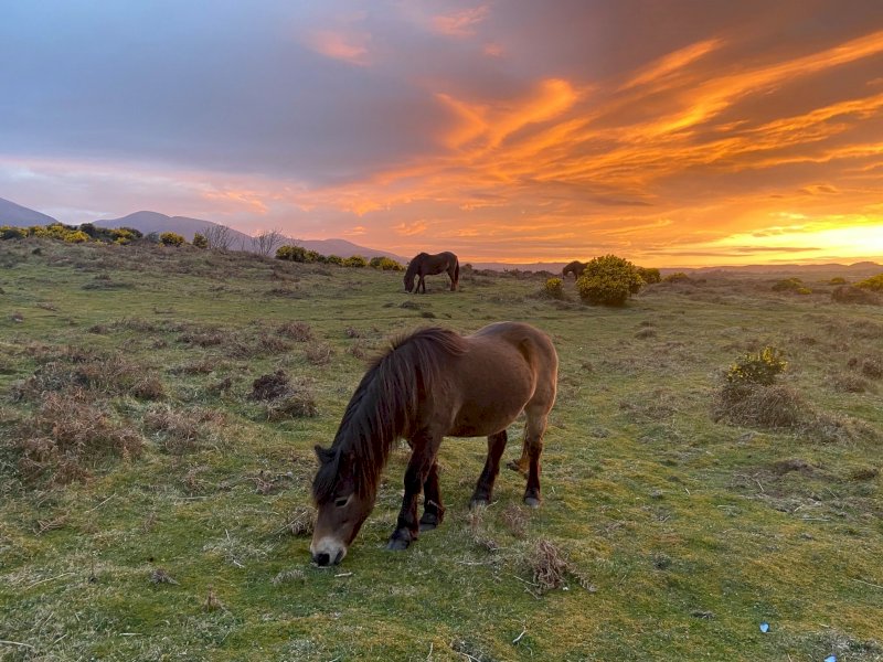 murlough-reserve.jpg