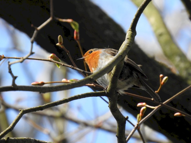 murlough bird